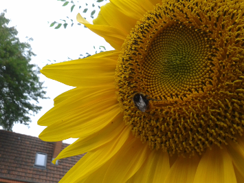 Hummel auf Sonnenblume