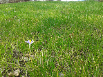 Rasen mit Krokus