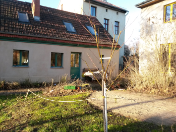 Frischer Rasen und junger Baum