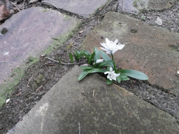 Blume zwischen Steinen