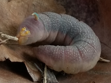 Lindenschärmer Raupe auf Blatt