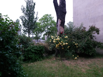 Gelbe und rote rosen im Vorgarten