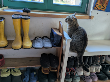 Zwei Schuhregale mit vielen Schuhen. Die Katze sitzt auf dem obersten Brett des rechten Regals.